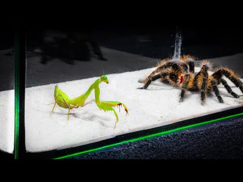 3 seconds before the Tanglangquan...