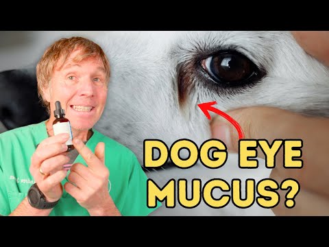 Dog Eye Mucus? Holistic Answers