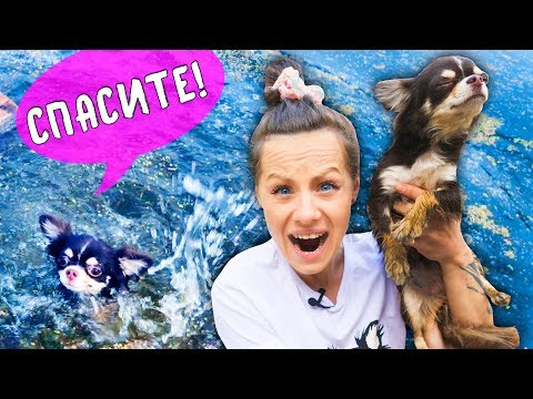 СОБАКА УПАЛА в ВОДУ! ПРОГУЛКА на ЗАБРОШКУ и ОЗЕРО ВЛОГ МОЙ ДЕНЬ с ЮМИ ЧУ | Magic Family