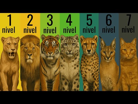 7 LEVELS of Evolution: Why Your Cat Is the Ultimate Predator