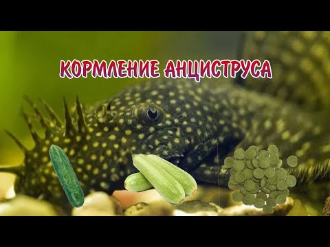 КОРМЛЕНИЕ АНЦИСТРУСА