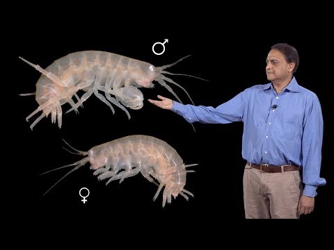 Nipam Patel (MBL) 2: The Role of Ubx in the Development of Crustacean Body Plan