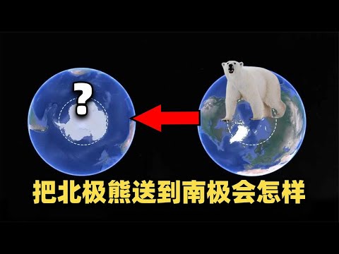 为什么南极没有北极熊？如果把北极熊送到南极，会怎么样【Hi科普啦】