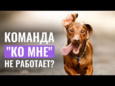 7 ПОЛЕЗНЫХ СОВЕТОВ, если собака НЕ ВЫПОЛНЯЕТ команду "КО МНЕ"