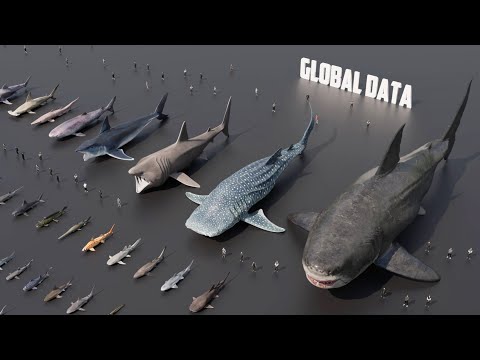 Shark Size Comparison 3D | 3d Animation Comparison