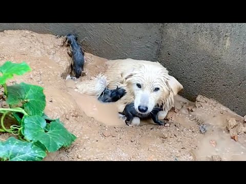 In the cold rain, she was exhausted, soaking in the puddle trying to hold her newborn children