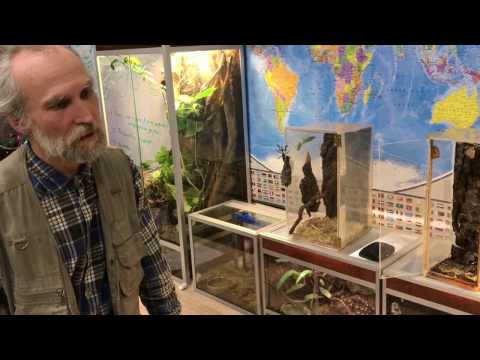 Немного интересного из жизни богомолов Sphodromantis. Сад бабочек "Чудо на ладони"