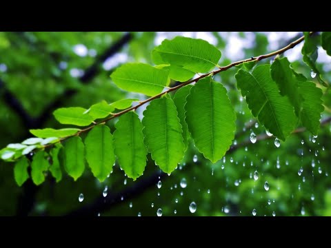 [기치료 음악] 몸과 마음의 치유를 위한 강력한 파동 에너지 명상 음악 (스트레스 해소)