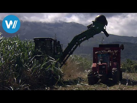 Rum auf Guadeloupe (360° - GEO Reportage)