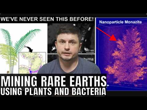 Crystal Found Inside a Plant Could Transform Rare Earth Mining Industry