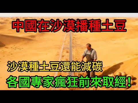 中國在沙漠播種土豆，沙漠種土豆還能減碳，各國專家瘋狂前來取經！