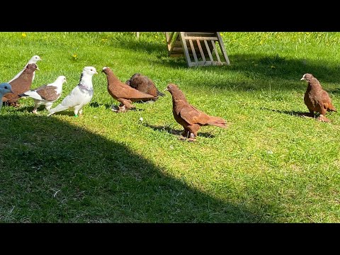 اليوم طلعت فرخات حمر وطيرنه!!