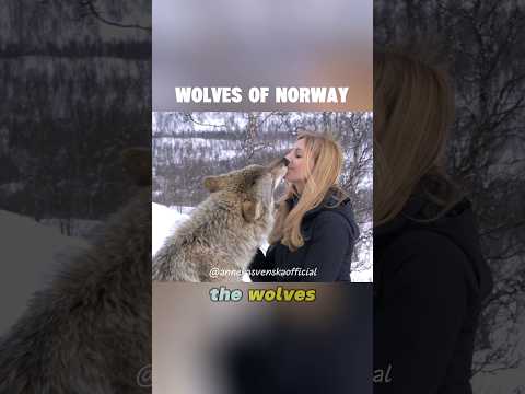 Meeting the WOLVES of NORWAY / #wolfgirl #wolf #wolfhowl #wolfpack