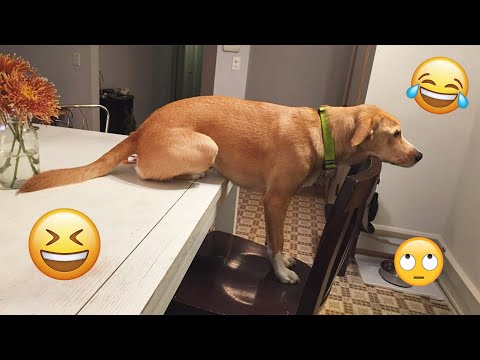 I dare you not to LAUGH at these FUNNY DOGS 😁🦮 - Best Funny Animals Videos 2025 #131