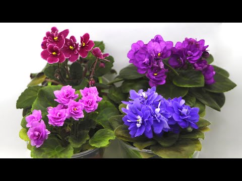 10 причин ПОЧЕМУ ВАША ФИАЛКА НЕ ЦВЕТЕТ ШАПОЧНО!             Срочно исправляйте пока не поздно!