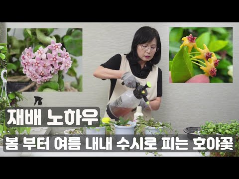 The information on Hoya's type, flowering, branching, and cultivation is summarized.