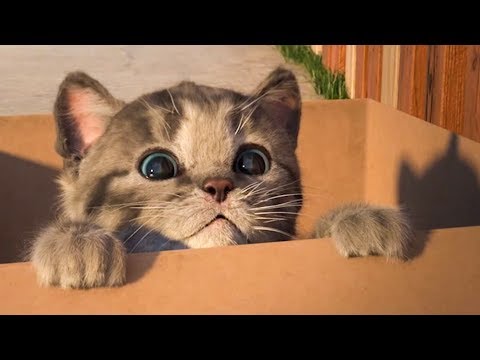 МОЙ МАЛЕНЬКИЙ КОТЕНОК №1. МУЛЬТИК про котят на канале Хвостик ТВ