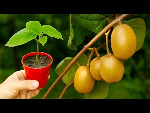 🥝How to Grow Kiwi Plants from Kiwi Fruits at Home. How to Grow Kiwi from Seed