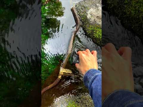 If you’re a fish for a day...| Osmo Action 6