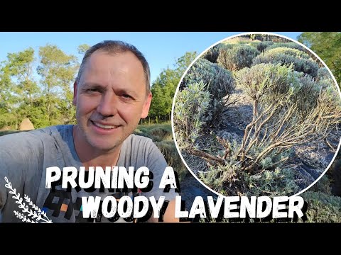 How to prune a Woody Lavender!