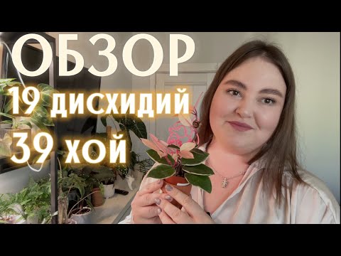 ОБЗОР коллекции | ХОЙИ | ДИСХИДИИ