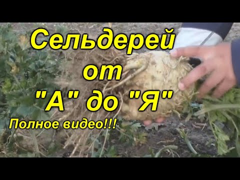 Корневой сельдерей - выращивание от начала и до конца в одном видео!