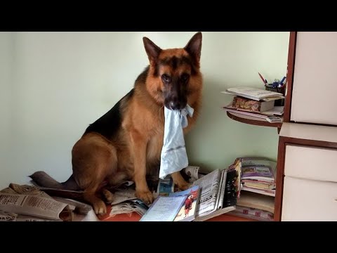 Dogs Causing CHAOS And It’s Hilarious! 😂 Funny Animals Video 2025
