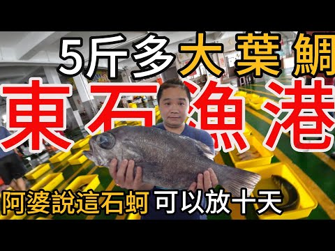 嘉義東石漁港丨五斤多大葉鯛丨阿婆當天從石壁上敲下來的石顆一大包不用200