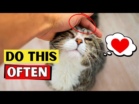 15 Things Cats Love and Only 2% of Owners Actually Do