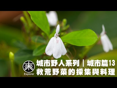 台灣野菜採集與料理13，月桃、白鶴靈芝、小葉藜、木薯、毛馬齒莧、中華苦蕒菜（小金英）、磨盤草，毒草辨識:銀膠菊、皺葉菸草，艾草與銀膠菊辨識與比較，探路者城市野人｜救荒野菜-城市篇第13集