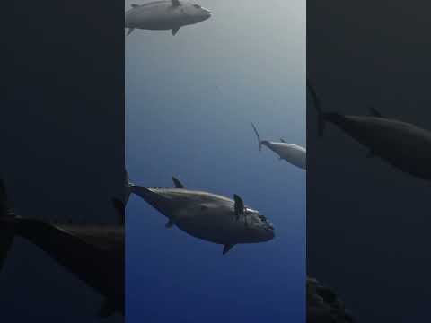 The Secret Weapon behind the best Sushi 🍣 in Japan 🇯🇵