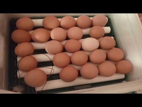 Стоит ли покупать китайский инкубатор? Калибровка...