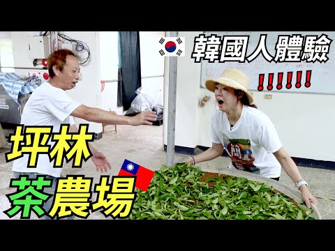 有機農跟不是有機農茶原來是差這麼大？？我們喝的茶是原來這麼辛苦做的....../체험! 삶의 현장!!! 대만 유기농 차농장의 현장속으로!!!