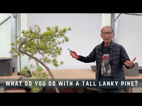 What Do You Do With a Tall Lanky Pine?
