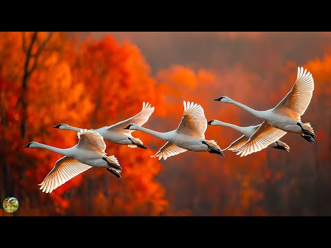 Сборник ЛУЧШИХ Мелодий от которых мурашки по телу! Красивая музыка для души- Осень #Relaxing