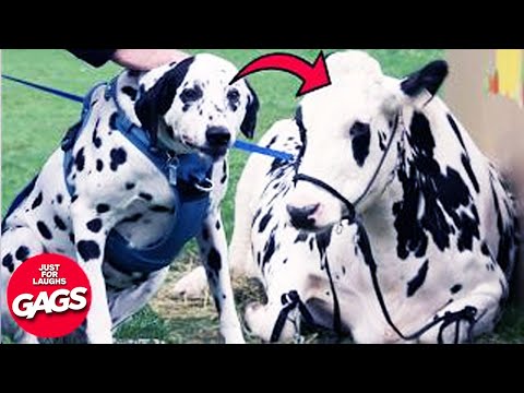 Hilarious New 2025 Pranks 2025 | Just For Laughs Gags