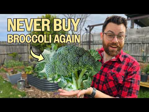 How To Grow Broccoli From Seed To Plate