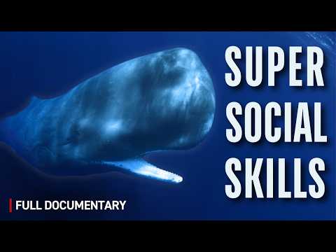 SPERM WHALES: Unexpected Social Skills