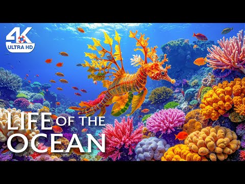 Underwater Wonders 4K – Explore Stunning Aquariums & Fascinating Sea Animals