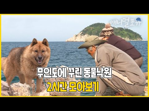 물도, 전기도 없던 무인도에 간 부부! ⛰  염소들과 함께 꾸린 동물 낙원 | 2시간 모아보기! | 그들만의 낙원 | KBS 인간극장 2014 방송