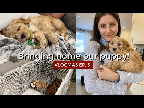 BRINGING HOME OUR CAVAPOO PUPPY | VLOGMAS Ep. 3