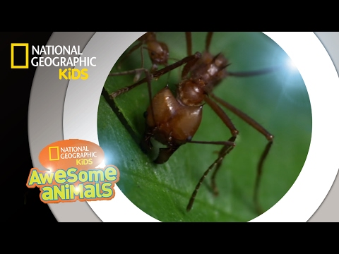 Antzilla | Awesome Animals