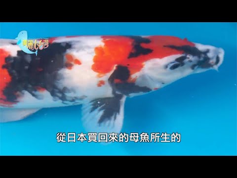 【新北深坑】錦鯉之緣 鄭振隆的養魚生涯 | 用心的產業 | 291 | #美麗心台灣