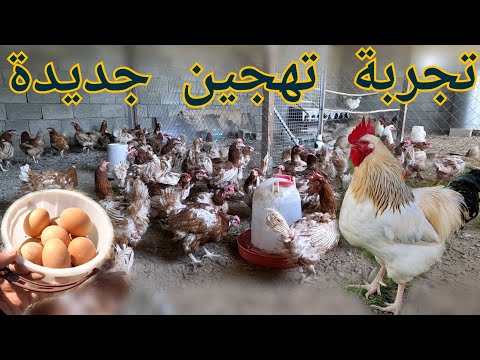 تهجين دجاج اللوهمان البياض مع دجاج سوسكس الأبيض،  بناء مسرح للحمام ليخرج و يتعرف على المكان(179)