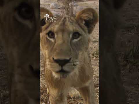 This is Why Filming Lions Takes SO Long