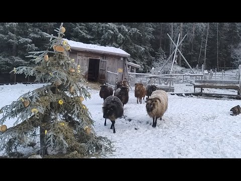 Christmas joy to all at the homestead, December with sheep, pigs, donkey, chickens, ducks +