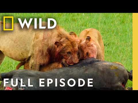 Epic Animal Power Struggles (Full Episodes) | Animal Fight Night | Nat Geo Animals