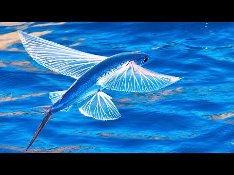 这是一种会飞的鱼叫六眼飞鱼，记录渔民捕捉飞鱼的过程，它的繁殖方式你绝对想不到