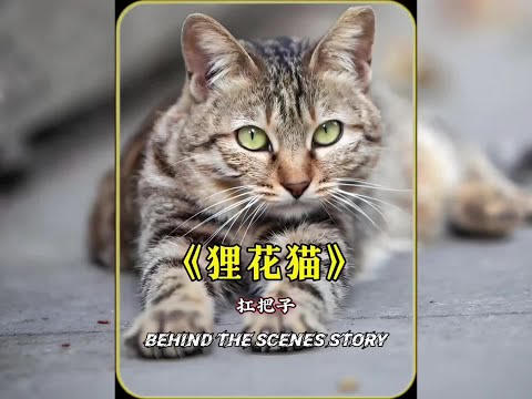 不愧是老祖宗嚴選，戰力天花板，身體素質完美！#喵星人 #貍花貓 #動物成精 #萬物有靈