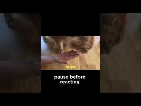 How Cats Use Special Meows to Hack Your Brain and Get What They Want!